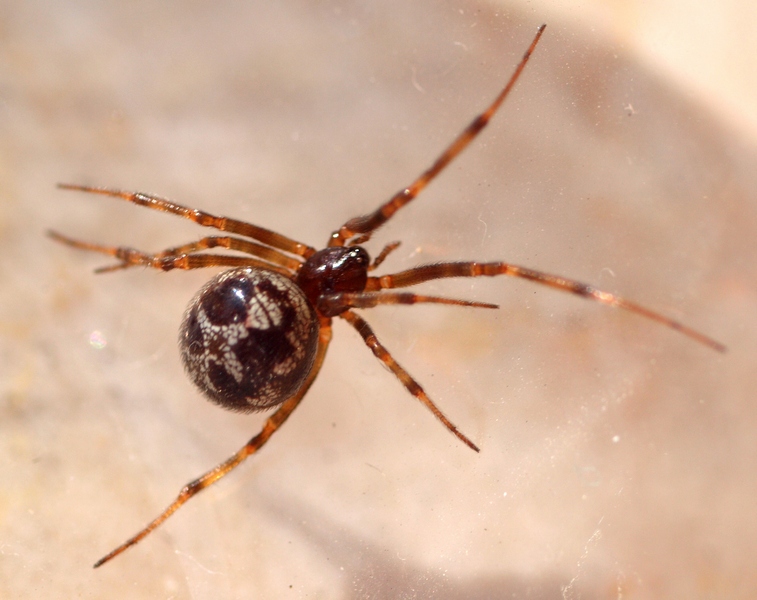 Steatoda triangulosa